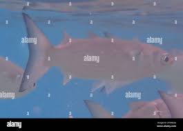 Image result for Mugil curema