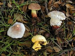 Attēlu rezultāti vaicājumam “Hypomyces chrysospermus”