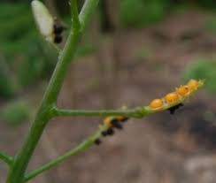 Attēlu rezultāti vaicājumam “Capsella bursa-pastoris bud”