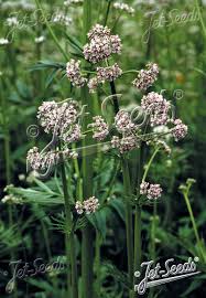 Image result for Valeriana officinalis