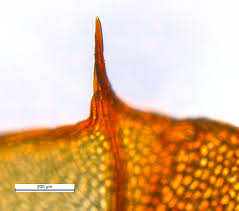 Attēlu rezultāti vaicājumam “Cinclidium stygium macro”