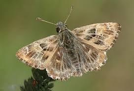 Attēlu rezultāti vaicājumam “Carcharodus floccifera”