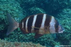 Image result for Diplodus cervinus