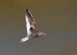 Attēlu rezultāti vaicājumam “Tringa totanus adult”