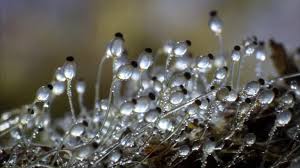 Attēlu rezultāti vaicājumam “Pilobolus crystallinus”