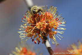 Attēlu rezultāti vaicājumam “Acer rufinerve flower”