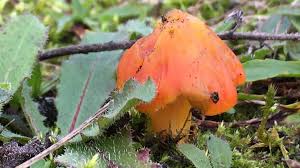 Attēlu rezultāti vaicājumam “Hygrocybe pseudoconica”