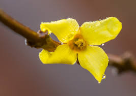 Attēlu rezultāti vaicājumam “Forsythia viridissima flower”