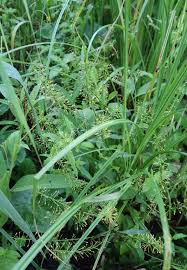 Attēlu rezultāti vaicājumam “Rorippa amphibia leaf”