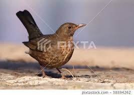 Attēlu rezultāti vaicājumam “Turdus merula female”