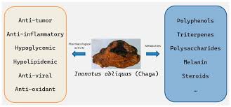 Attēlu rezultāti vaicājumam “Inonotus obliquus”
