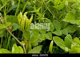 Attēlu rezultāti vaicājumam “Astragalus glycyphyllos fruit”