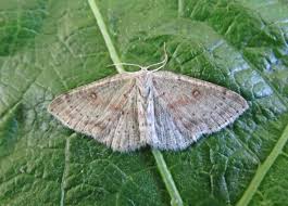 Attēlu rezultāti vaicājumam “Cyclophora albipunctata”