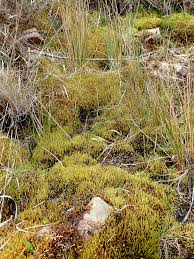 Attēlu rezultāti vaicājumam “Philonotis sporophyte”