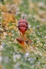 Attēlu rezultāti vaicājumam “Panonychus”