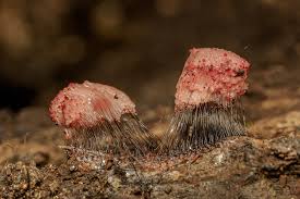 Attēlu rezultāti vaicājumam “Stemonitis marjana stalked”