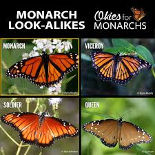 Image result for monarch butterfly