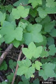 Attēlu rezultāti vaicājumam “Ribes rubrum leaf”