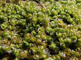Attēlu rezultāti vaicājumam “Barbilophozia lycopodioides macro”