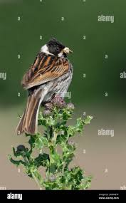 Attēlu rezultāti vaicājumam “Emberiza schoeniclus”