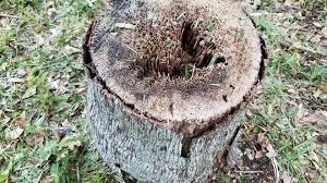 Attēlu rezultāti vaicājumam “Diderma radiatum stalked”