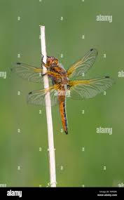 Attēlu rezultāti vaicājumam “Libellula fulva male”