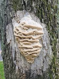 Attēlu rezultāti vaicājumam “Climacodon septentrionalis”