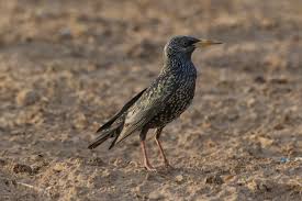 Attēlu rezultāti vaicājumam “Sturnus vulgaris”