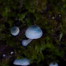 Attēlu rezultāti vaicājumam “Mycena amicta”