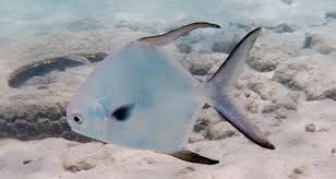 Image result for Trachinotus falcatus