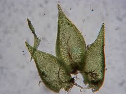 Attēlu rezultāti vaicājumam “Homomallium incurvatum”