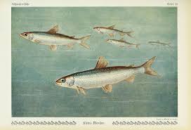 Image result for Coregonus albula