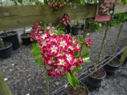 Attēlu rezultāti vaicājumam “Crataegus laevigata flower”