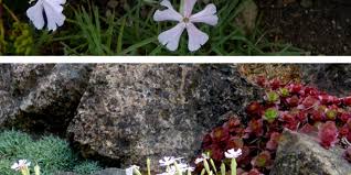 Image result for Silene schafta