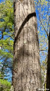 Attēlu rezultāti vaicājumam “Quercus rubra”