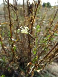 Attēlu rezultāti vaicājumam “Silene tatarica bud”