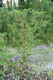 Attēlu rezultāti vaicājumam “Potentilla norvegica leaf”