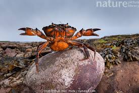 Image result for Carcinus maenas
