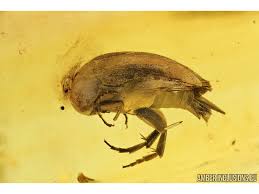 Attēlu rezultāti vaicājumam “Mordellidae”