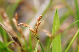 Attēlu rezultāti vaicājumam “Carex ornithopoda”