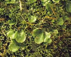 Attēlu rezultāti vaicājumam “Conocephalum salebrosum sporophyte”