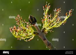 Attēlu rezultāti vaicājumam “Fraxinus excelsior Pendula female flower”