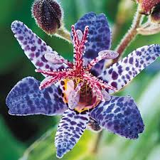 Image result for Tricyrtis `Black Beauty`