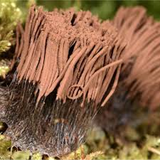 Attēlu rezultāti vaicājumam “Stemonitis sp.”