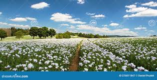 Image result for Papaver somniferum White Cloud