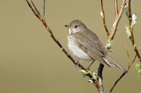 Image result for Catharus minimus