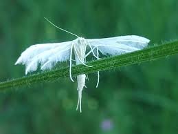 Attēlu rezultāti vaicājumam “Pterophorus pentadactyla”