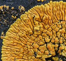 Attēlu rezultāti vaicājumam “Caloplaca scopularis”