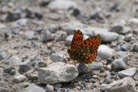 Attēlu rezultāti vaicājumam “Argynnis adippe”