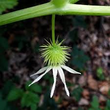 Attēlu rezultāti vaicājumam “Echinocystis lobata flower”